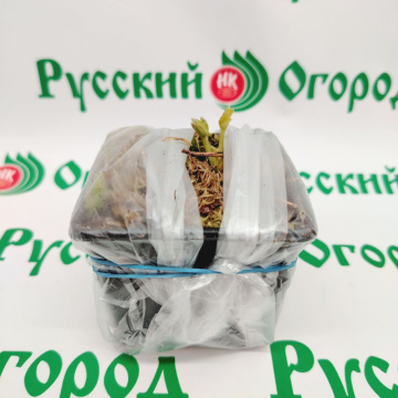 Стандарт поставки 6 Земляника Дарселект