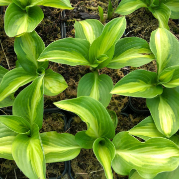 Стандарт поставки 2 Хоста Бродвей 