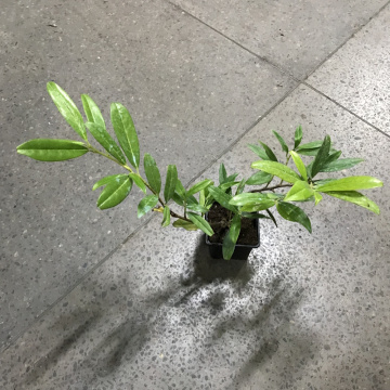 Стандарт поставки 2 Лавровишня Забелиана