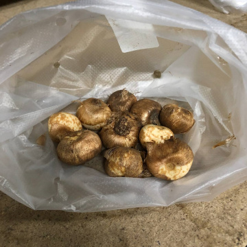 Стандарт поставки 2 Крокус Жанна Д.Арк