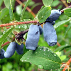 Жимолость Фиалка (горшок 1л)