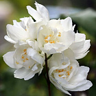 Чубушник Букет Бланк