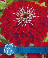 Цинния Великан красный серия Русский богатырь - купить с доставкой