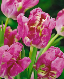 Тюльпан Рай