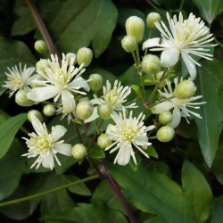 Clematis réva