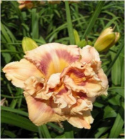 Hemerocallis Sundance Truffle - купить с доставкой