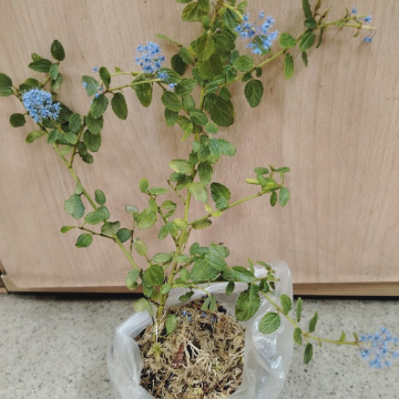 Стандарт поставки 3 Цеанотус Репенс