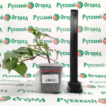 Стандарт поставки 1 Батат Борегард