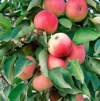 Яблоня колоновидная Кумир, горшок 2л - купить с доставкой