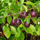 Сливово-вишневый гибрид Компас (горшок 2л)