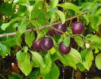 Сливово-вишневый гибрид Компас (горшок 2л) - купить с доставкой