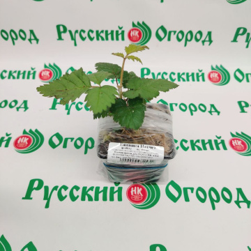 Стандарт поставки 1 Ежевика Натчез