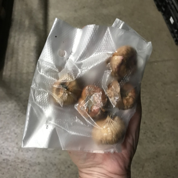 Стандарт поставки 2 Гладиолус Пинк