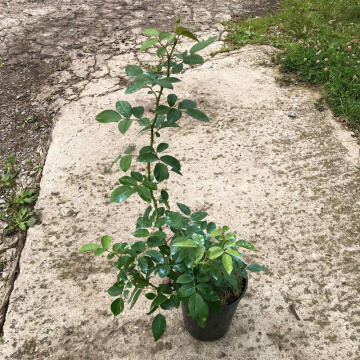 Стандарт поставки 15 Роза Розариум Ютерсен