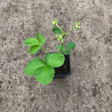 Стандарт поставки 11 Земляника Альба