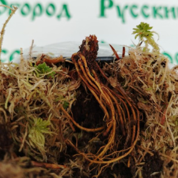 Стандарт поставки 8 Земляника Дарселект