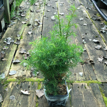 Стандарт поставки 4 Криптомерия японская Элеганс Виридис