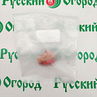 Гладиолус Метель августа