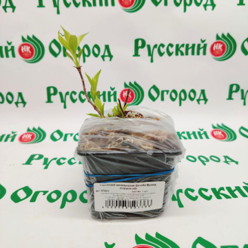 Стандарт поставки 3 Гортензия метельчатая Октобе Брайд (горшок р9)