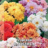 Георгина Василиса - купить с доставкой