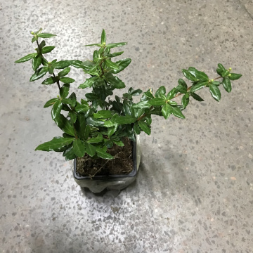 Стандарт поставки 4 Барбарис Джут