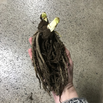 Стандарт поставки 5 Лилейник гибридный Милдред Митчел