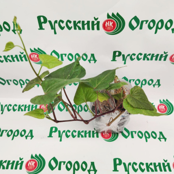 Стандарт поставки 5 Батат Сливочный Шаньдунский
