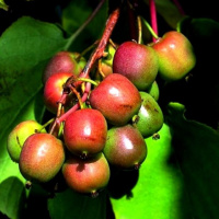 Актинидия аргута Женева - купить с доставкой