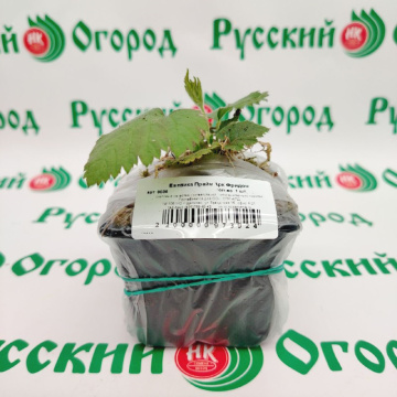 Стандарт поставки 1 Ежевика Прайм Арк Фридом