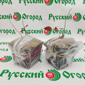 Стандарт поставки 5 Голубика Нельсон