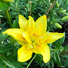 Лилия Фата Моргана