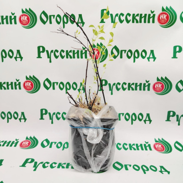 Стандарт поставки 3 Спирея японская Дартс Ред