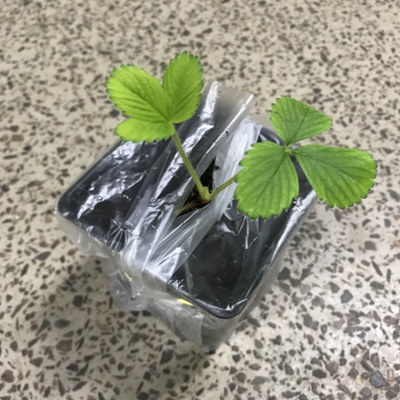 Стандарт поставки 5 Земляника Кабрилло