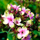 Флокс метельчатый Мистик Грин