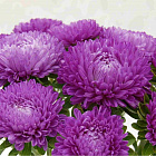 Фиолетовый