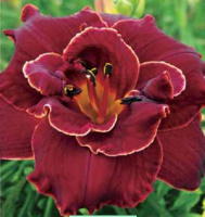 Hemerocallis Night Embers - купить с доставкой