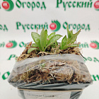 Медуница Маджести