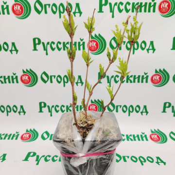 Стандарт поставки 2 Жасмин Жемчуг