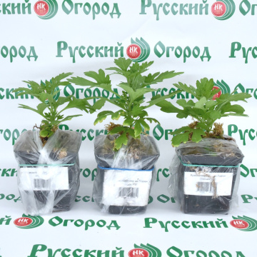 Стандарт поставки 2 Хризантема Кер де Лорен