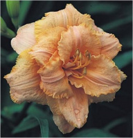 Hemerocallis Separate Reality - купить с доставкой