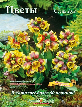 Цветы Осень 2013