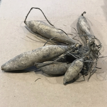 Стандарт поставки 2 Георгина Гудошник