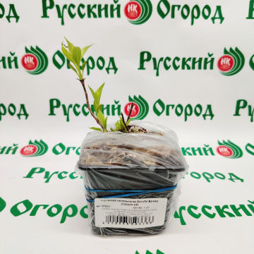 Стандарт поставки 1 Гортензия метельчатая Октобе Брайд (горшок р9)