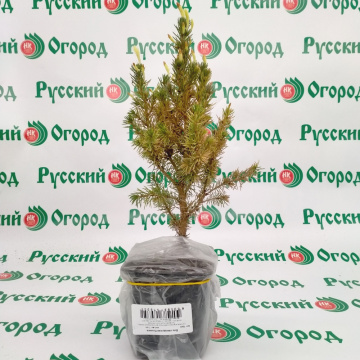 Стандарт поставки 2 Ель канадская Коника