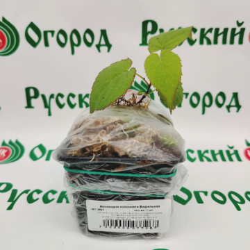 Стандарт поставки 1 Актинидия коломикта Вафельная