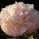 Пион травянистый Карл Дж. Клем