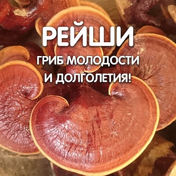 Чудодейственный гриб Рейши