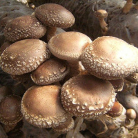 Шиитаке летний - купить с доставкой