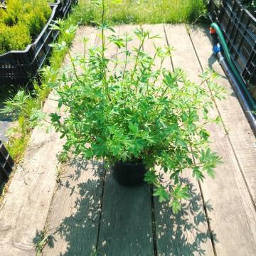 Стандарт поставки 2 Лапчатка кустарниковая Маунт Эверест (горшок 3л) 