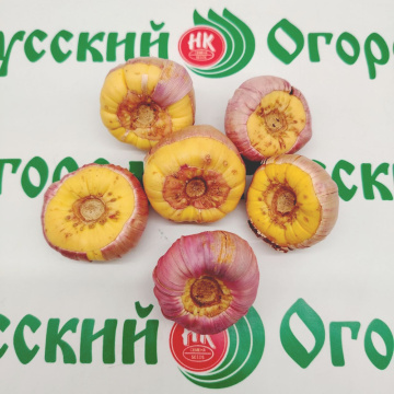 Стандарт поставки 2 Гладиолус Пируэт